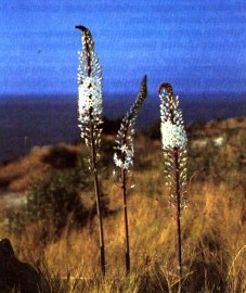 Морской лук (Urginea maritima)